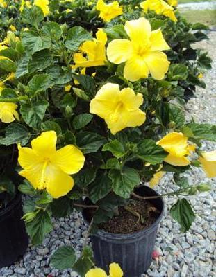 Ft. Myers Yellow Bush